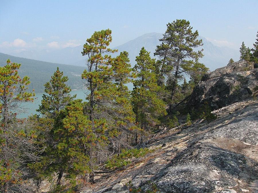 Pinus contorta ssp latifolia Chilkoot Trail