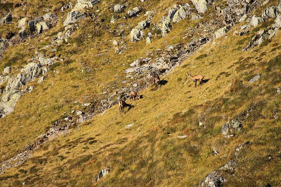 Fagaraš