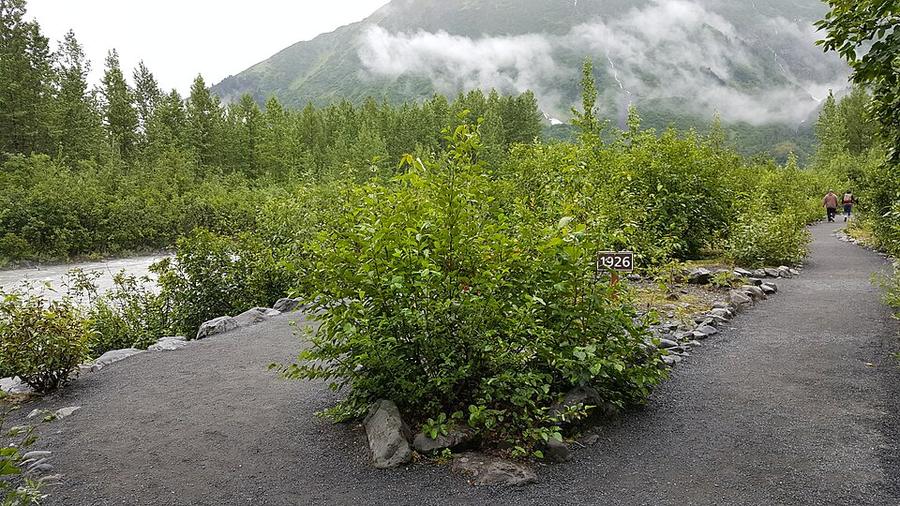 By ovedc - Exit Glacier