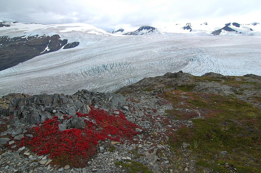 Harding Icefield and Exit glacier Alaska , trip of my son Bas, a nature lover as well - panoramio
