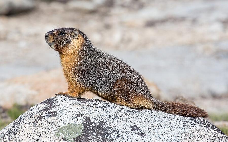 Marmota flaviventris (Yellow Bellied Marmot), Yosemite NP - Diliff