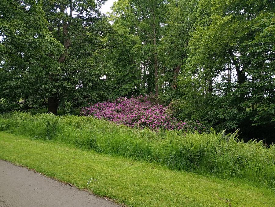 Rhododendrons in bloom - geograph.org.uk