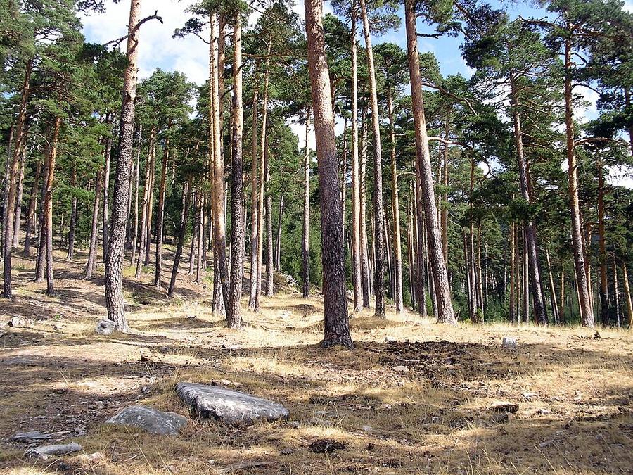 Camino viejo del Paular - panoramio