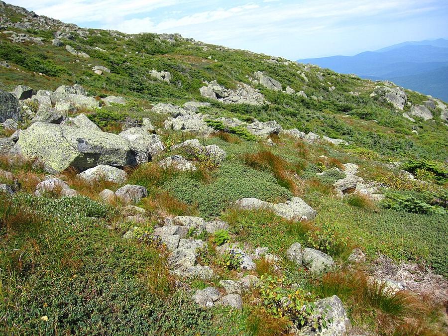 Alpine Tundra