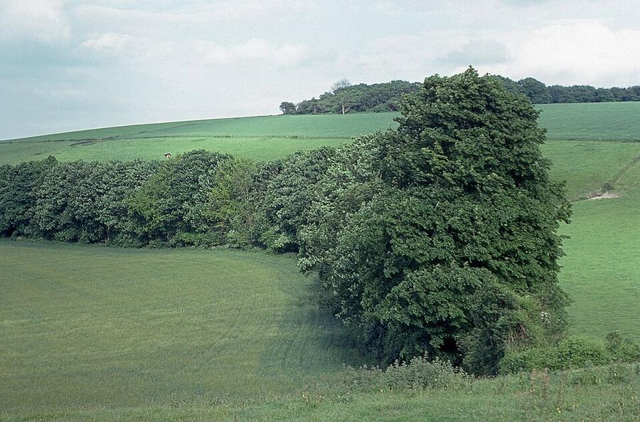 Looking east across the Meon Valley - geograph.org.uk